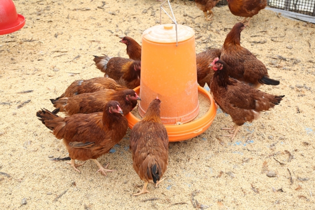 ～世界初！ユーグレナを飼料として与えた比内地鶏『み鶏』を使った特別メニューを6月15日（金）より期間限定で提供～　都内5店舗で、熟練シェフによるメニューを展開します。