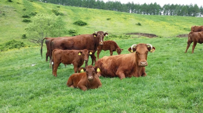 【株式会社ワンダーテーブル】上質な国産赤身肉を提供する「短角牛」プロジェクト本格始動