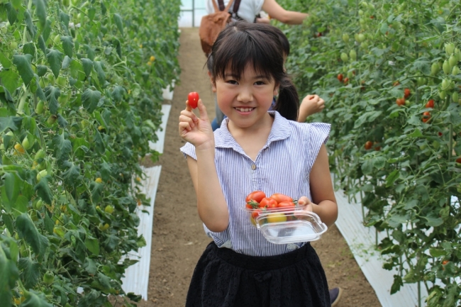 ミニトマト収穫体験