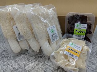 高級な「キノコの女王」を手ごろな価格で提供　
日本初キヌガサタケ人工栽培成功のキノコメーカーが
8/18から青山、新宿の各アグリマルシェで試行