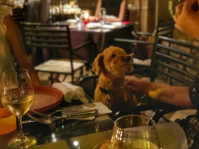 犬専用フレンチで愛犬と共に家族でディナー。フレンチレストラン「FAVORI代官山」のオープンテラスで『Dogフレンチ・ディナーコース』をプレゼント