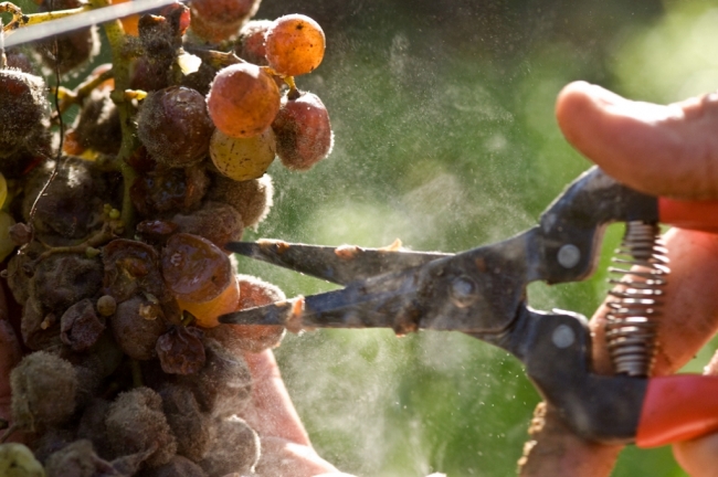 貴腐菌がブドウに付着することで甘口のワインが誕生する。