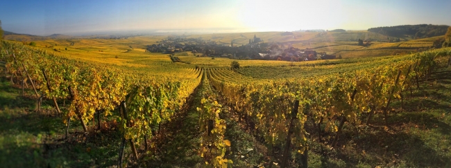 「リースリングレゼルブ」を生産するウナヴィールのワイン畑