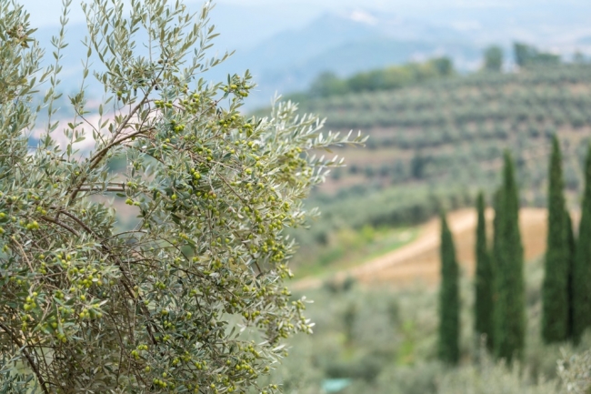 フレスコバルディのオリーブ農園は、フィレンツェの東、ワインで有名なキャンティ地区の中心に位置し、約300ヘクタール。標高、土壌、涼しく風通しのよい気候など、オリーブ栽培に最適の条件を兼ね備えています。
