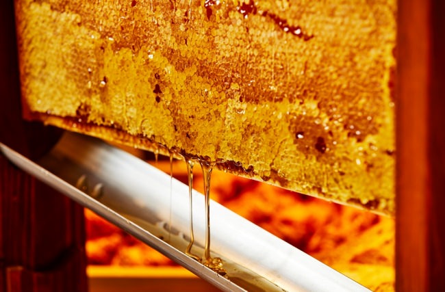 絶えずあふれる自然な甘さのハチミツは、トーストやヨーグルトに良く合います