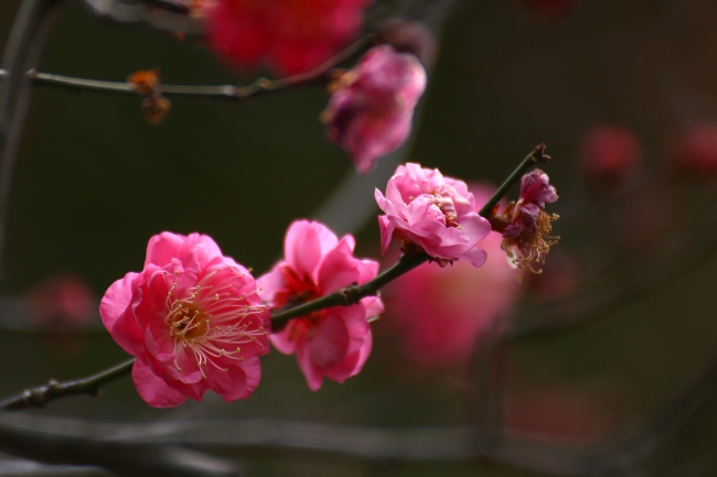 八芳園の庭園を彩る紅梅