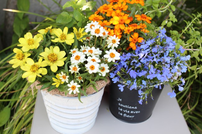 西武緑化管理オリジナル　季節の花の寄せ植え鉢（イメージ）