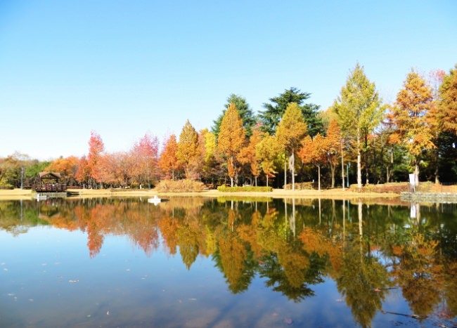 秋には美しい紅葉を楽しめる（埼玉県営彩の森入間公園）