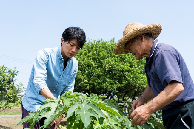 地元農家の協力を得て青パパイヤの生産に取り組む岩本さん。青パパイヤ茶をお茶で楽しむ新しいカルチャーを世界に発信したいと考えています。