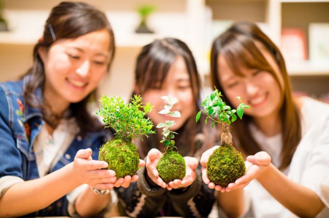 伊勢の野山で採取した苔と、日本全国から取り寄せた植物を使用した「伊勢苔玉作り体験」