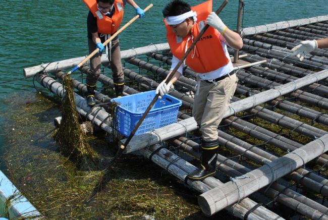 ワタミ社員によるアマモ場清掃の様子