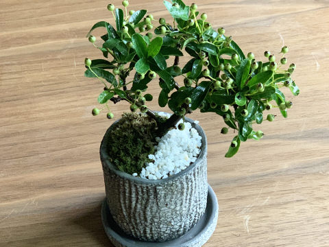 ▲「mini-bonsai.life」 ワークショップ