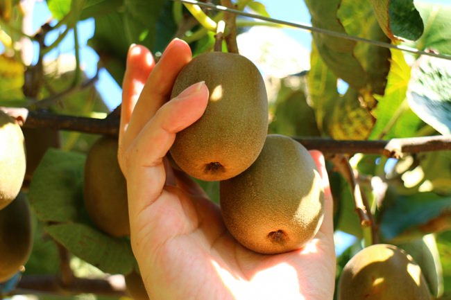 果物狩り（イメージ）