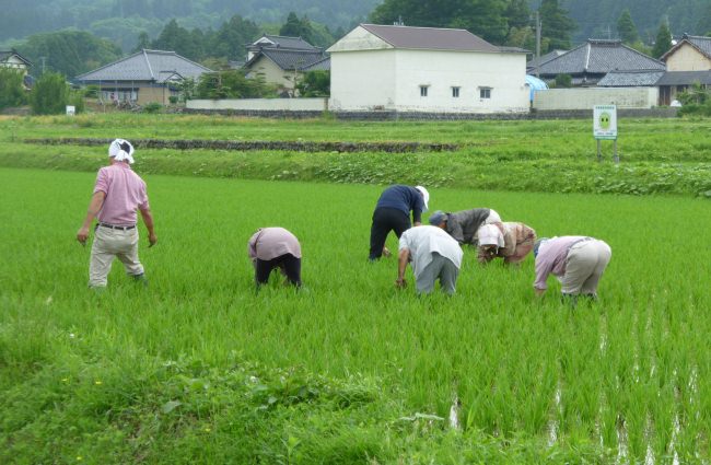 生活クラブ消費者による援農。庄内遊YOU米生産者の圃場で雑草とり