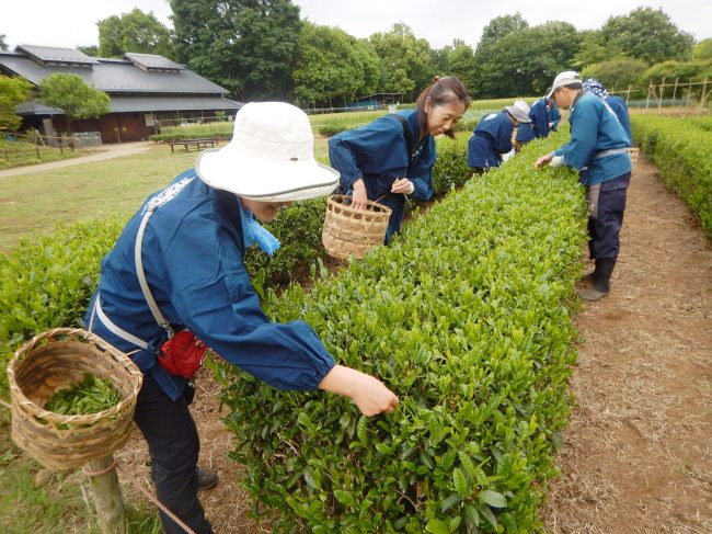 里の農作業体験 茶畑編