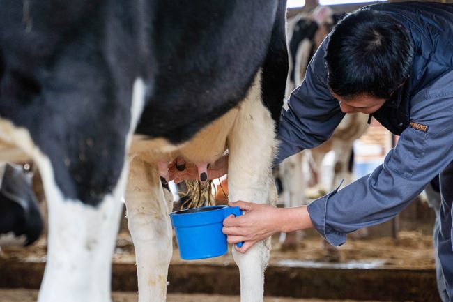 こゆ財団はインバウンド向け農業体験として「町の酪農家と搾乳体験＆搾りたてミルクでつくるカフェオレを味わおう」などの体験メニューを考案しています。
