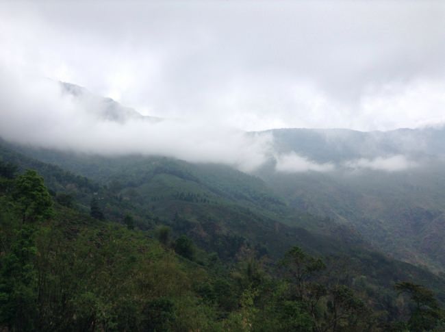 ヒマラヤ山岳地帯に広がるダージリンティーの茶畑