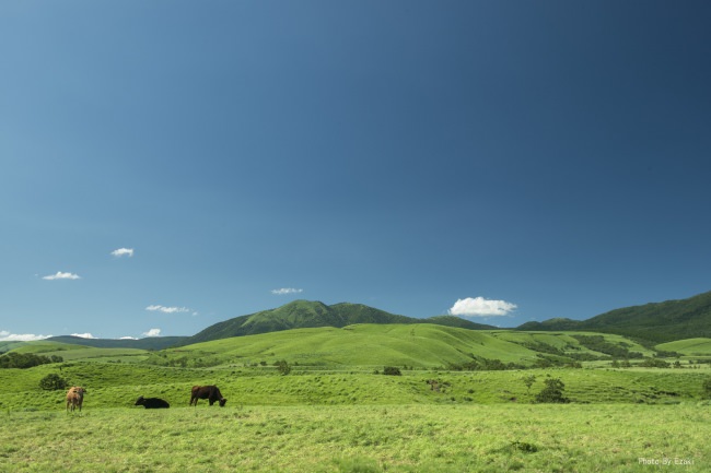 阿蘇GOODGOOD HOME牧場の牧草和牛