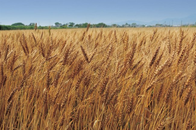 『九パン』は、パンに最適な小麦の品種ミナミノカオリを使用しているほか、九州各地の天然素材にこだわっています。