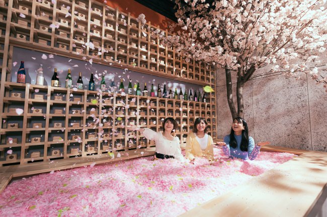 室内で、桜の木の下で120万枚の花びらに埋もれる「体験型インドア花見」
