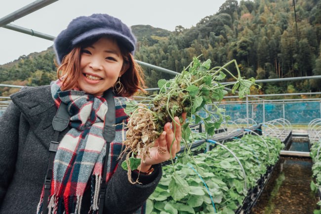 九州最大規模のわさび苑 多良岳「収穫体験プログラム（平日予約制）」