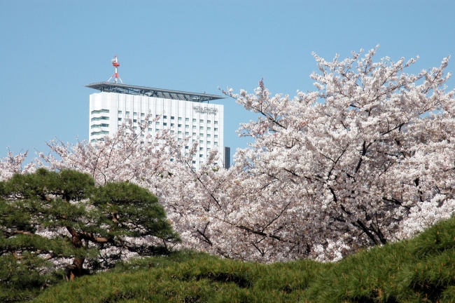 桜が満開の季節の新宿御苑より望む小田急ホテルセンチュリーサザンタワー