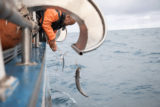 釣り針と赤い糸を使い、 ほとんど混獲がない伝統的な漁法で捕獲