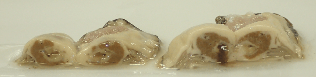 左：無給餌のマガキ断面　右：サンショウ微粉末摂餌マガキ断面（腸管から漏出）