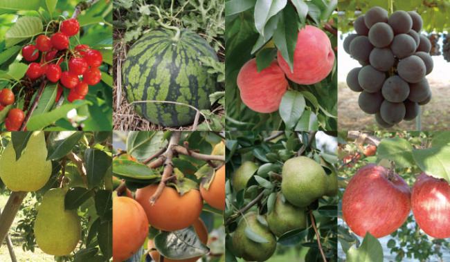 8種類の果物イメージ画像