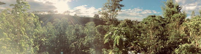 コロンビアコロンビアのサザコーヒー農園では８万本のゲイシャコーヒーが植わっている