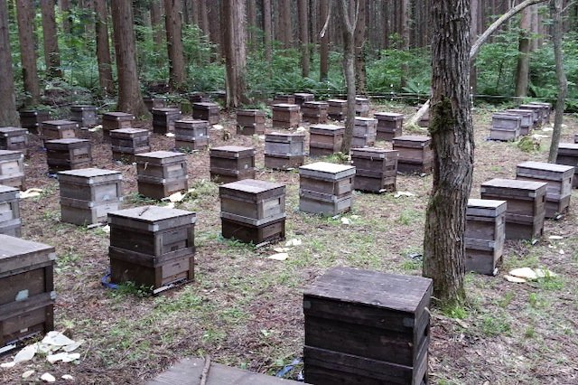 1箱に40,000匹のミツバチが1匹の女王蜂と暮らしています。