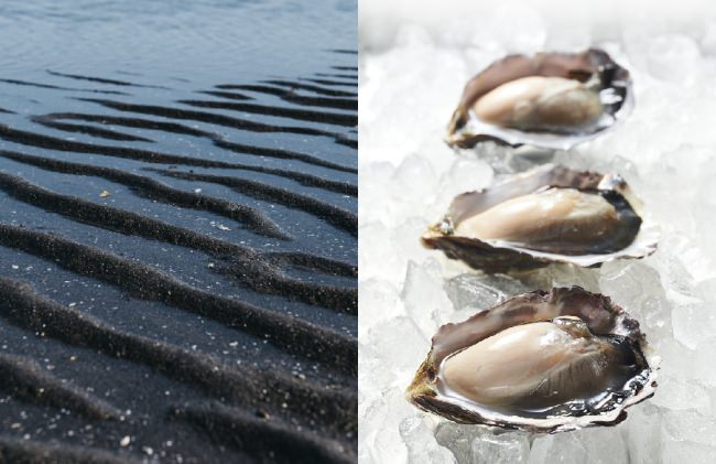 日本初の干潟養殖牡蠣 「ひがた美人」
