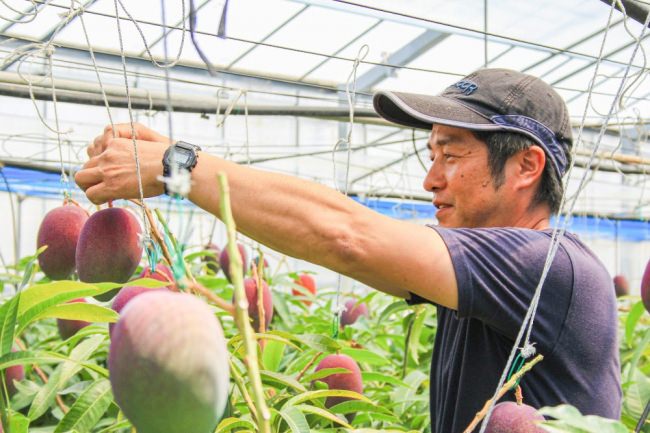 宮崎でも珍しいマンゴーのポット（鉢）栽培に取り組む、新富町・児玉農園の児玉潤一郎さん。地域の農家が確立した技術を引き継ぎ、サラリーマンから農家に転身して17年間マンゴーを作り続けている。