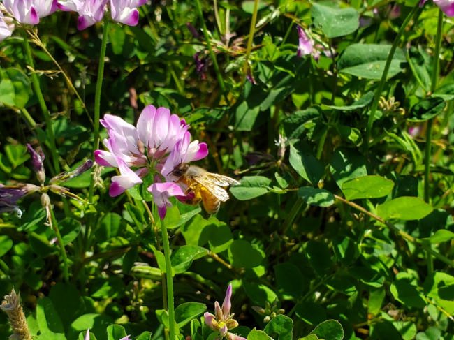 れんげ畑にミツバチ訪花