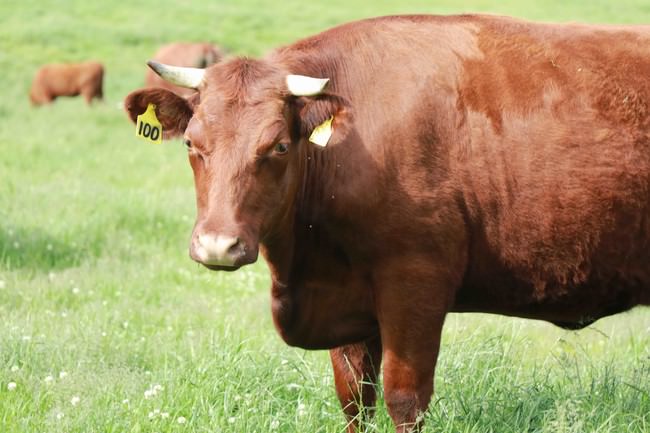 夏に放牧地で育つ山形村短角牛