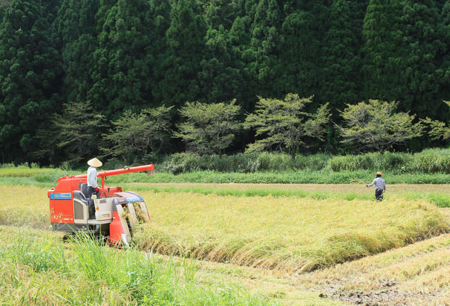 契約農家と蔵人による稲刈り