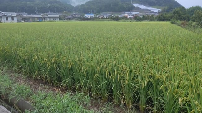こちらの奈良県の田んぼから今回リターンでお送りする米粉を作ります