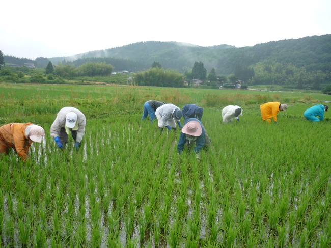 組合員による除草の手伝いの様子