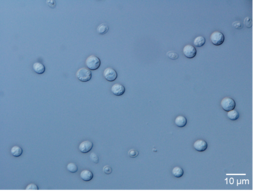 月桂冠総合研究所　酵母に燻製様の劣化臭を生産させない技術を開発