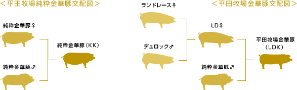 平田牧場金華豚交配図