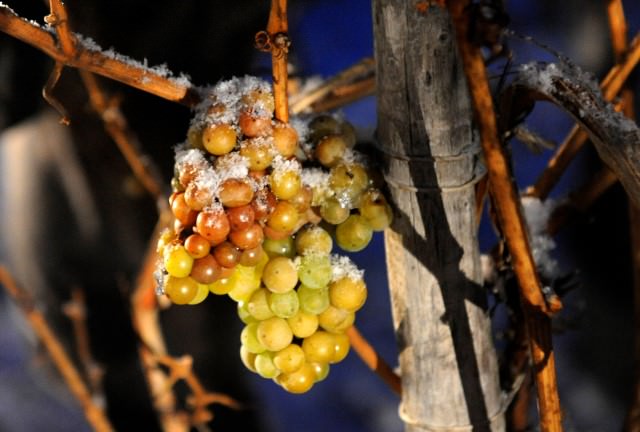 アイスワイン用ぶどう、ドイツで早期の収穫を迎える