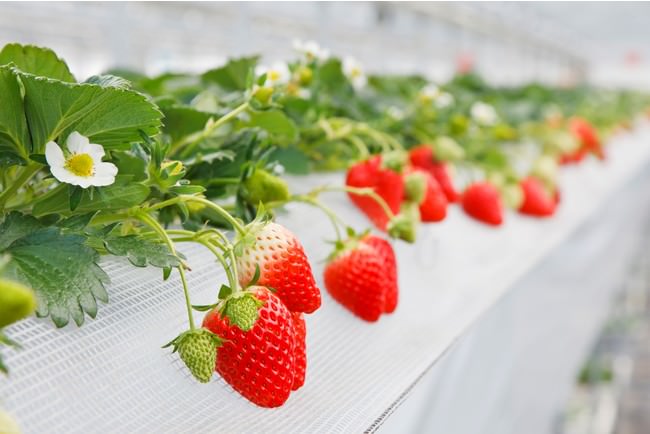 ミツバチの花粉媒介によって実ったイチゴ