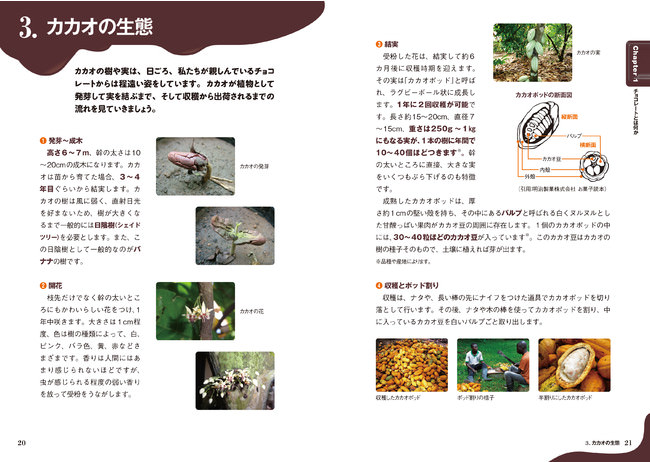 ▲発芽から開花、結実、収穫まで、日本ではなかなか見ることのできないカカオの生態も、写真入りでくわしく解説しています