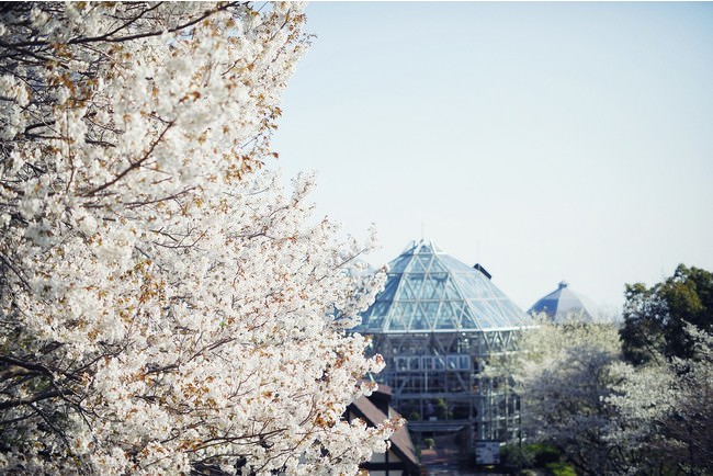山桜　3月下旬-4月中旬