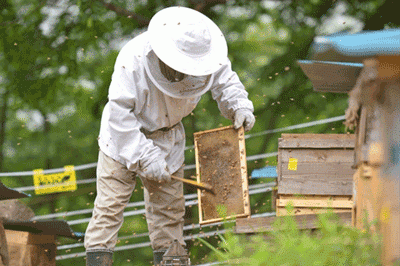 ハチミツの採取は太田養蜂所 代表 太田 榮　氏にして頂いております