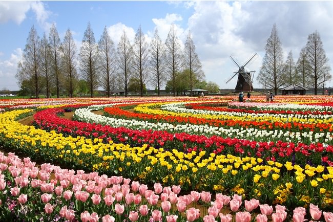 4月中旬には公園内のチューリップ花畑（約16万球）も見頃を迎える見込み