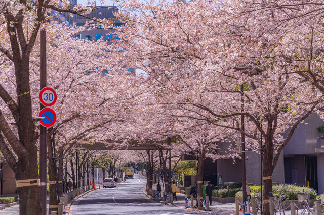 アークヒルズ周辺は桜の名所