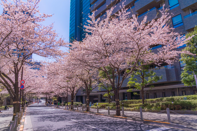 アークヒルズ から泉ガーデンへ　桜散策