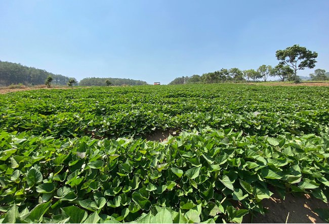 タンさんが丹精込めて育てるさつま芋畑