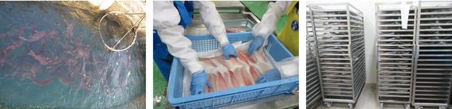 　　　真鯛を引き揚げる様子　　　　　国際的に認められた高衛生環境で加工　　　厳密な温度管理のもと大量熟成